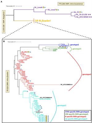 Naegleria genus pangenome reveals new structural and functional insights into the versatility of these free-living amoebae